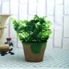 Artificial Jade Plant With Pot