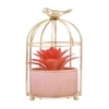 Succulent Plant In Ceramic Pot With Attractive Bird Cage