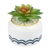 Pristine And Awe-Struck Indoor Succulent Plant With White Ceramic Pot