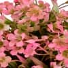 Pink Artificial Plant With Pot