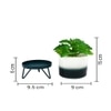 Attractive Fern With Dual Shade Ceramic Pot On A Green Stand