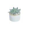 Laura Artificial Plant With Pot