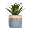 Green Succulent Plant With Ceramic Pot