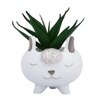 Adorable Piglet Planter With Green Aloe