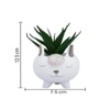 Adorable Piglet Planter With Green Aloe
