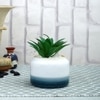Pristine And Awe-Struck Indoor Succulent Plant With White Ceramic Pot