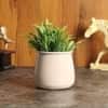 Glossy Flower Pot Single In Beige Colour