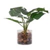 Artificial Swiss Cheese Plant With Glass Pot