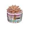 Sucullent Artificial Plant With Multicolored Stripes Along With Pot