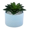 Highly Attractive Aloe Vera Plant With A Designer Ceramic Pot