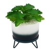 Attractive Fern With Dual Shade Ceramic Pot On A Green Stand