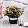 Artificial Green & Pink Eucalyptus Plant With A Rope Tied To Pot For Interior Decor