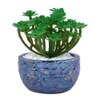Attractive Succulent Plant With Blue Pebble Patterned Design Ceramic Pot