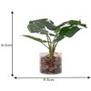 Artificial Swiss Cheese Plant With Glass Pot