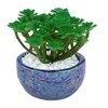 Attractive Succulent Plant With Blue Pebble Patterned Design Ceramic Pot