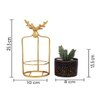 Highly Attractive Reindeer Cage Succulent Plant With A Ceramic Pot