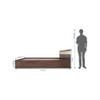 Joben Engineered Wood Queen  Size Bed With Box Storage (Walnut Finish)