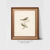 Artistry Brown Greenbirds Frame Canvas Wall Prints Canvas Wall Prints Set of 1 Multicolor Matte