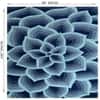 Rose Carpet Size 11.0x8.0 ft.