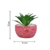 Attractive Aloe Vera Plant With Red Pebble Patterned Design Ceramic Pot
