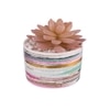 Sucullent Artificial Plant With Horizontal Multicolored Stripes Along With Pot