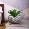 Artificial Aloe Vera Plant In A Patterned Ceramic Pot With A Wooden Plate