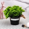 Artificial Green Eucalyptus Plant With A Rope Tied To Pot For Interior Decor