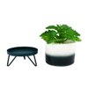Attractive Fern With Dual Shade Ceramic Pot On A Green Stand