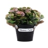 Artificial Green & Pink Eucalyptus Plant With A Rope Tied To Pot For Interior Decor
