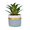 Green Succulent Plant With Ceramic Pot