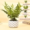 Diamon Patterned Pot With Artificial Fern