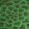 Floral Carpet 8 X 10