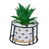 Highly Attractive Succulent Plant With A Geometric Patterned Ceramic Pot In A Stand