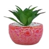 Attractive Aloe Vera Plant With Red Pebble Patterned Design Ceramic Pot