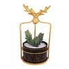 Highly Attractive Reindeer Cage Succulent Plant With A Ceramic Pot