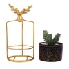 Highly Attractive Reindeer Cage Succulent Plant With A Ceramic Pot