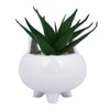 Adorable Piglet Planter With Green Aloe