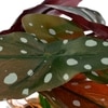 Transparent Glass Planter With Artificial Spotted Begonia Plant