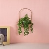 Arched Elegance Wall Planter