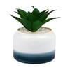 Pristine And Awe-Struck Indoor Succulent Plant With White Ceramic Pot