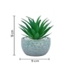 Attractive Aloe Vera Plant With Green Pebble Patterned Design Ceramic Pot