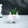Adorable Piglet Planter With Green Aloe