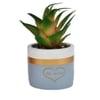 Green Succulent Plant With Ceramic Pot