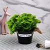 Artificial Green Eucalyptus Plant With A Rope Tied To Pot For Interior Decor