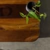 Dolji Solid Sheesham Wood Coffee Table In Provincial Teak Finish