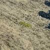 Gia Sand Abstract Hand-Tufted Viscose 8X5 Feet Carpet