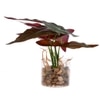 Transparent Glass Planter With Artificial Begonia Plant