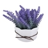 Highly Attractive English Lavender With A Ceramic Pot
