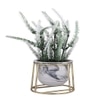 White Frosted Fern Planter
