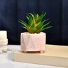 Citrus Delight Artificial Succulent With Pink Planter
